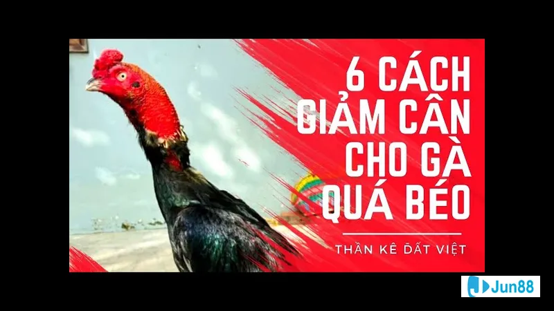 Chế độ dinh dưỡng điều chỉnh Chế độ dinh dưỡng điều chỉnh